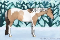 Horse Color:Amber Champagne Tobiano 