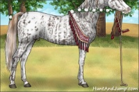 Horse Color:Liver Chestnut Sabino Splash Appaloosa  and Liver Red Dun Sabino Splash Appaloosa 
