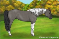 Horse Color:Grullo Roan Tobiano