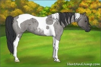 Horse Color:Grullo Roan Tobiano