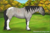 Horse Color:Grullo Roan Tobiano