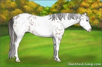 Horse Color:White Spotted Bay Roan Splash Appaloosa