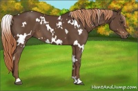 Horse Color:White Spotted Liver Chestnut