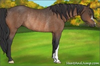 Horse Color:Buckskin Rabicano 