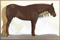 Horse Color:Gray Chestnut 