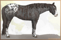 Horse Color:Liver Chestnut Sabino Splash Varnish  and Gray Liver Chestnut Sabino Splash Varnish 