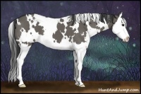 Horse Color:White Spotted Grullo Splash 