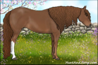 Horse Color:Gray Chestnut 