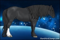 Horse Color:Black  and Black 