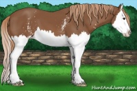 Horse Color:White Spotted Chestnut Sabino Splash 