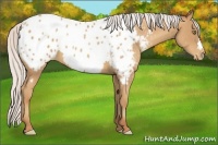 Horse Color:Silver Amber Champagne Appaloosa