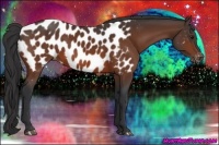 Horse Color:Bay Appaloosa 