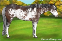 Horse Color:Bay Sabino Splash Varnish  and Bay Sabino Splash Frame Varnish 