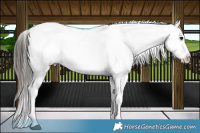 Horse Color:Brown Sabino Splash Appaloosa  and Brown Splash Appaloosa 