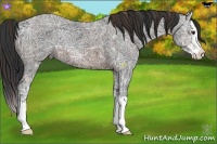Horse Color:Liver Chestnut Ice Sabino Splash and Brown Ice Sabino Splash