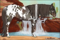 Horse Color:White Spotted Liver Chestnut Appaloosa 