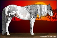 Horse Color:White Spotted Brown Sabino 