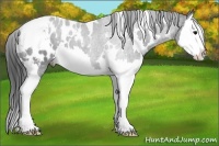 Horse Color:White Spotted Black Splash Appaloosa 