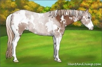 Horse Color:White Spotted Chestnut Sabino 