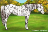 Horse Color:Liver Chestnut Sabino Splash Varnish and Liver Chestnut Sabino Splash Varnish