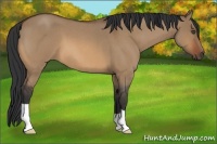 Horse Color:Bay Roan Dun 