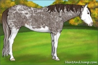 Horse Color:Liver Chestnut Ice Splash
