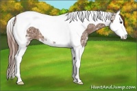 Horse Color:Chestnut Ice Splash Tobiano 
