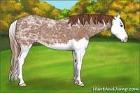Horse Color:Chestnut Ice Sabino Splash