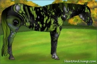 Horse Color:ERROR: UNKNOWN ANOMALY