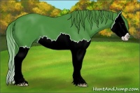 Horse Color:Watercolor Black Splash 