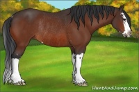 Horse Color:Bay Sabino Splash Rabicano
