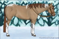 Horse Color:Red Dun Roan Tobiano 