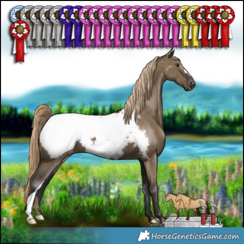 Horse Color:Liver Red Dun Appaloosa 