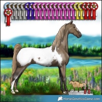 Horse Color:Liver Red Dun Appaloosa