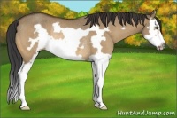 Horse Color:Buckskin Dun Splash Frame Rabicano 