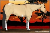 Horse Color:Bay Dun Tobiano 