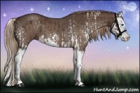 Horse Color:White Spotted Liver Chestnut Sabino Splash and Liver Red Roan Sabino Splash