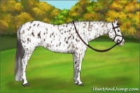 Horse Color:Liver Red Dun Sabino Splash Appaloosa  and Liver Chestnut Sabino Splash Appaloosa 