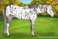 Horse Color:Liver Chestnut Sabino Splash Appaloosa  and White Spotted Liver Chestnut Sabino Splash Appaloosa 