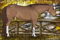 Horse Color:Liver Chestnut 