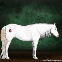 Horse Color:Chestnut Appaloosa 