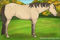 Horse Color:Amber Cream Champagne Rabicano 