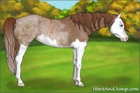 Horse Color:Chestnut Ice Splash Rabicano 