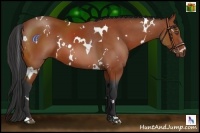 Horse Color:White Spotted Bay 