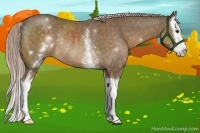 Horse Color:White Spotted Chocolate Palomino Splash Rabicano 