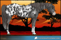 Horse Color:Liver Chestnut Sabino Splash Appaloosa  and Liver Chestnut Sabino Splash Appaloosa 