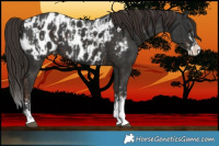 Horse Color:Liver Chestnut Sabino Splash Appaloosa and Liver Chestnut Sabino Splash Appaloosa