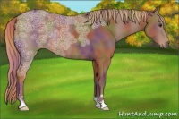 Horse Color:Nacre Chestnut Ice Rabicano 