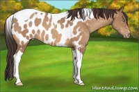 Horse Color:Amber Champagne Tobiano Blanket 