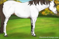 Horse Color:Buckskin Near Fewspot 
